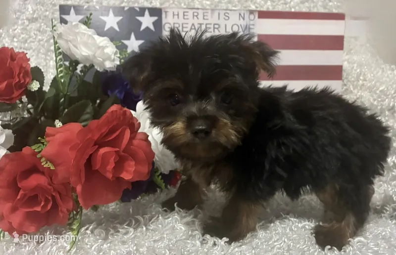 BRUTUS – Yorkshire Terrier puppy for sale in Sharon, KS