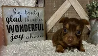 SUSIE, a female Yorkshire Terrier for sale in Sharon, KS – 7 of 7