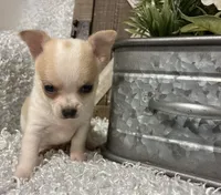CHICO, a male Chihuahua for sale in Sharon, KS – 4 of 7