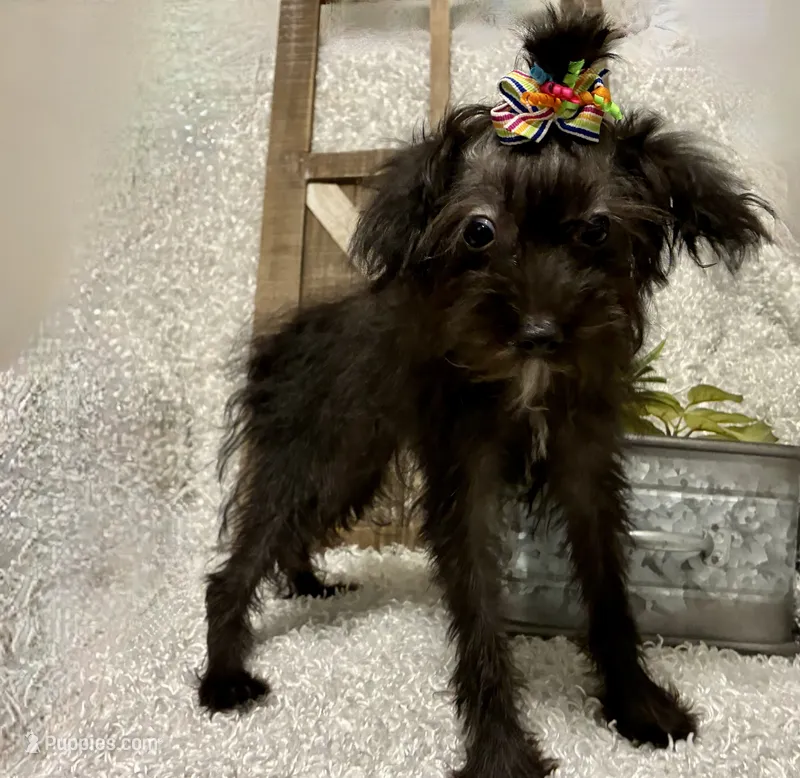 DOTTIE – Yorkipoo puppy for sale in Sharon, KS