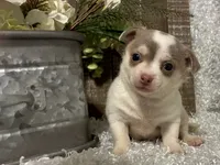 FELICITY, a female Chihuahua for sale in Sharon, KS – 5 of 8