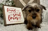 SNOOPY, a male Yorkshire Terrier for sale in Sharon, KS – Photo 1 of 8