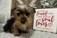 SNOOPY, a male Yorkshire Terrier for sale in Sharon, KS – Photo 8 of 8