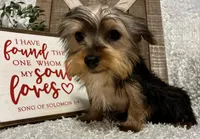 SNOOPY, a male Yorkshire Terrier for sale in Sharon, KS – Photo 2 of 8