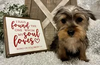 SNOOPY, a male Yorkshire Terrier for sale in Sharon, KS – Photo 5 of 8