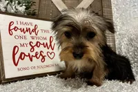 SNOOPY, a male Yorkshire Terrier for sale in Sharon, KS – Photo 4 of 8