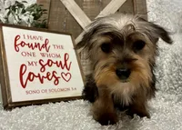 SNOOPY, a male Yorkshire Terrier for sale in Sharon, KS – Photo 7 of 8