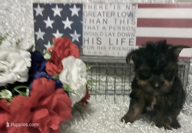BRUTUS – Yorkshire Terrier puppy for sale in Sharon, KS