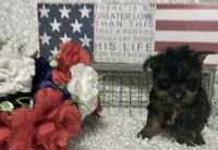 BRUTUS, a male Yorkshire Terrier for sale in Sharon, KS – 1 of 8