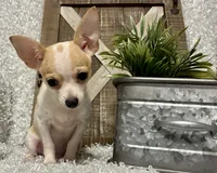 CHICO, a male Chihuahua for sale in Sharon, KS – 6 of 9