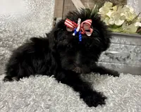 DOTTIE, a female Yorkipoo for sale in Sharon, KS – 8 of 8
