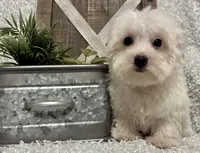 OLLIE, a male Maltese for sale in Sharon, KS – 4 of 8