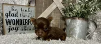 TINY TAMMY, a female Yorkshire Terrier for sale in Sharon, KS – 3 of 8