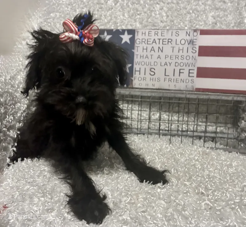 DOTTIE – Yorkipoo puppy for sale in Sharon, KS