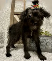 DOTTIE, a female Yorkipoo for sale in Sharon, KS – 7 of 7