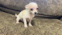 CHICO, a male Chihuahua for sale in Sharon, KS – 7 of 10