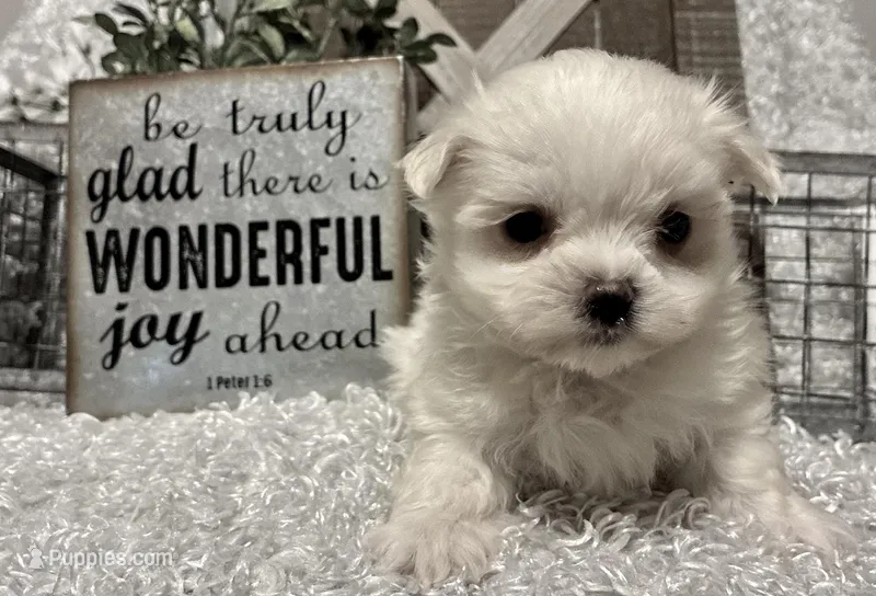 REGGIE – Maltese puppy for sale in Sharon, KS