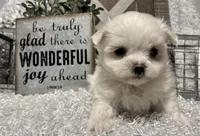 REGGIE, a male Maltese for sale in Sharon, KS – Photo 1 of 8
