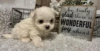 REGGIE, a male Maltese for sale in Sharon, KS – Photo 3 of 8
