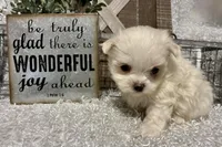 REGGIE, a male Maltese for sale in Sharon, KS – Photo 6 of 8
