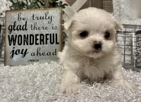 REGGIE, a male Maltese for sale in Sharon, KS – Photo 5 of 8