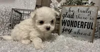REGGIE, a male Maltese for sale in Sharon, KS – Photo 7 of 8