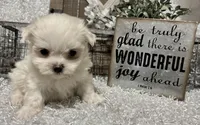 REGGIE, a male Maltese for sale in Sharon, KS – Photo 8 of 8