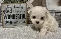 REGGIE, a male Maltese for sale in Sharon, KS – Photo 2 of 8
