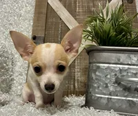 CHICO, a male Chihuahua for sale in Sharon, KS – 4 of 9