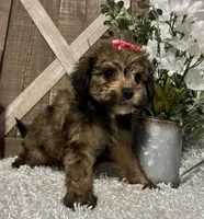CANDY, a female Yorkipoo for sale in Sharon, KS – 4 of 9