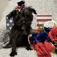DOTTIE, a female Yorkipoo for sale in Sharon, KS – 9 of 10