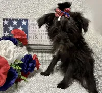 DOTTIE, a female Yorkipoo for sale in Sharon, KS – 2 of 10