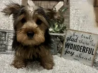 RUFUS, a male Yorkshire Terrier for sale in Sharon, KS – 5 of 10