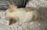 CHICO, a male Chihuahua for sale in Sharon, KS – 2 of 7