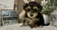 MAX, a male Morkie for sale in Sharon, KS – 7 of 7