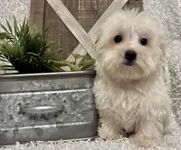 OLLIE, a male Maltese for sale in Sharon, KS – 8 of 8