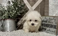 ANDY, a male Maltese for sale in Sharon, KS – 8 of 8