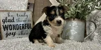 TOOTSIE, a female Yorkshire Terrier for sale in Sharon, KS – 7 of 9