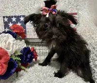 DOTTIE, a female Yorkipoo for sale in Sharon, KS – 6 of 10