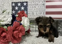 BOBBY, a male Yorkshire Terrier for sale in Sharon, KS – 2 of 8
