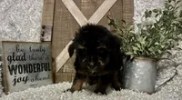 KING CHARLIE, a male Yorkipoo for sale in Sharon, KS – 5 of 8