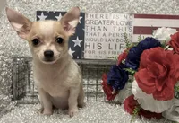 CHICO, a male Chihuahua for sale in Sharon, KS – 8 of 10
