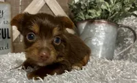 SUSIE, a female Yorkshire Terrier for sale in Sharon, KS – 2 of 7