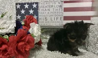 BRUTUS, a male Yorkshire Terrier for sale in Sharon, KS – 3 of 8