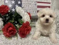 OLLIE, a male Maltese for sale in Sharon, KS – 3 of 8