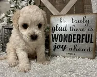 GIGI, a female Poodle - Toy  for sale in Sharon, KS – Photo 6 of 8