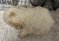 GIGI, a female Poodle - Toy  for sale in Sharon, KS – Photo 4 of 8