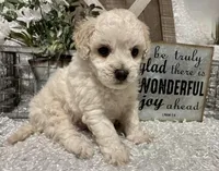 GIGI, a female Poodle - Toy  for sale in Sharon, KS – Photo 7 of 8