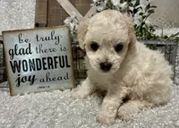 GIGI, a female Poodle - Toy  for sale in Sharon, KS – Photo 8 of 8
