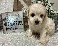 GIGI, a female Poodle - Toy  for sale in Sharon, KS – Photo 5 of 8